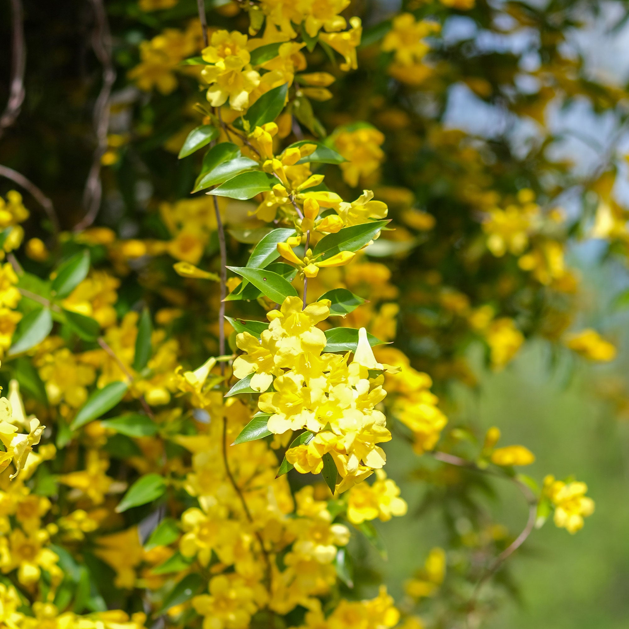 Bakker Gelsemium sempervirens jasmin jaune pot Ø9 cm