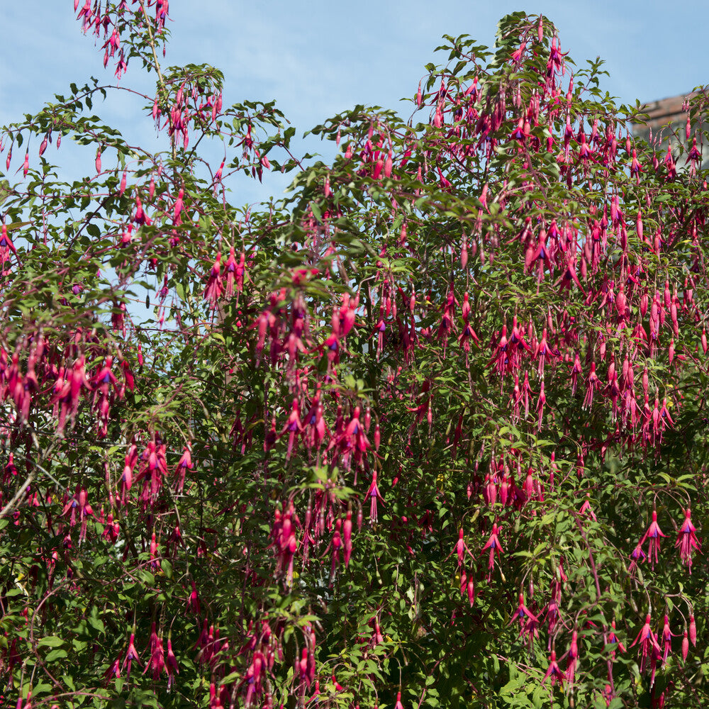 Bakker Fuchsia Riccartonii arbuste 3 pots Ø9cm fuchsia