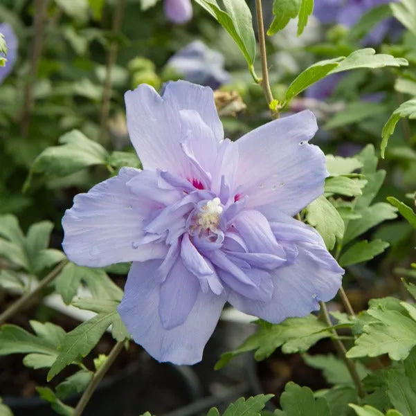 Bakker Hibiscus Blue Chiffon arbuste pot 1.3L 20-30cm