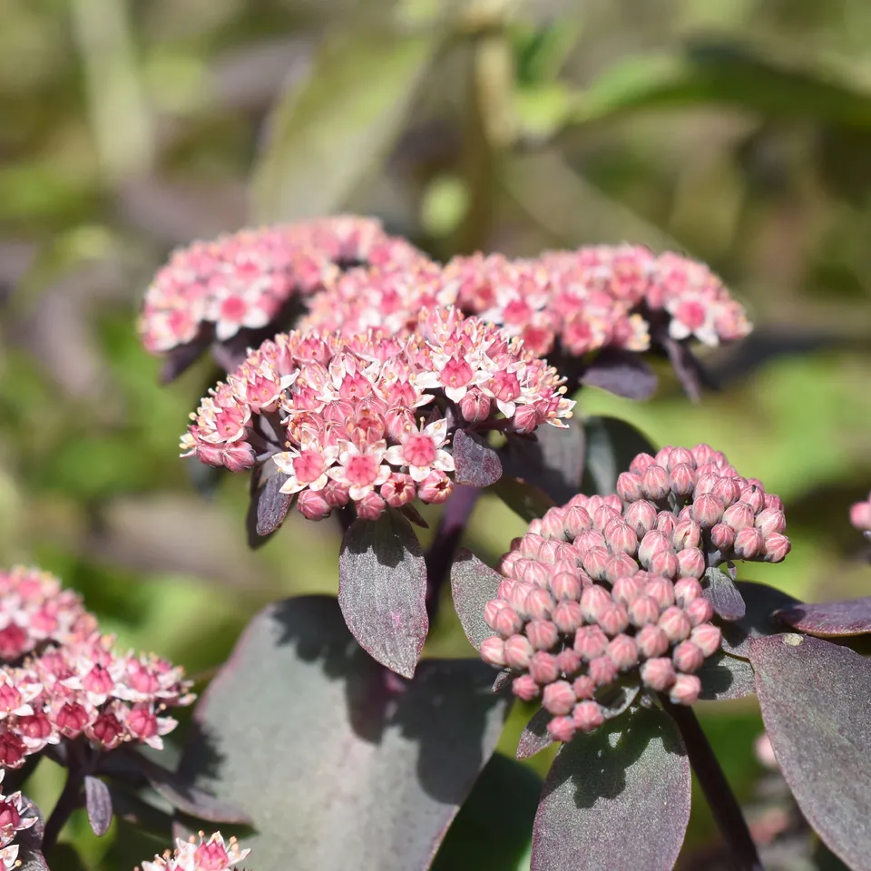 Bakker Cherry Tart sedum couvre-sol pot Ø9cm rouge