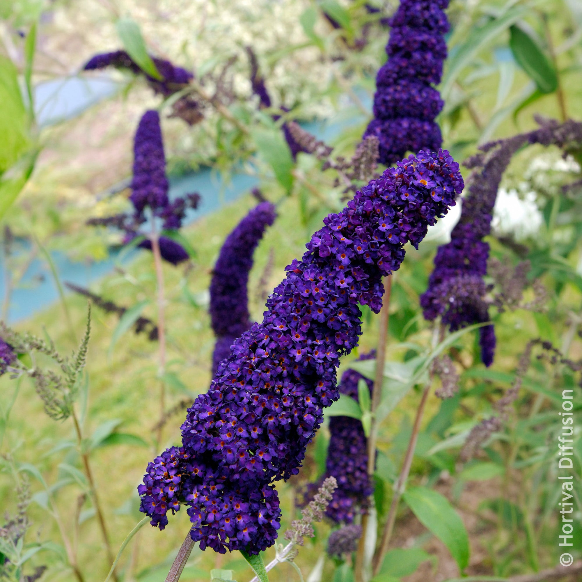 Bakker Arbre à papillons Black Knight violet godet Ø9cm