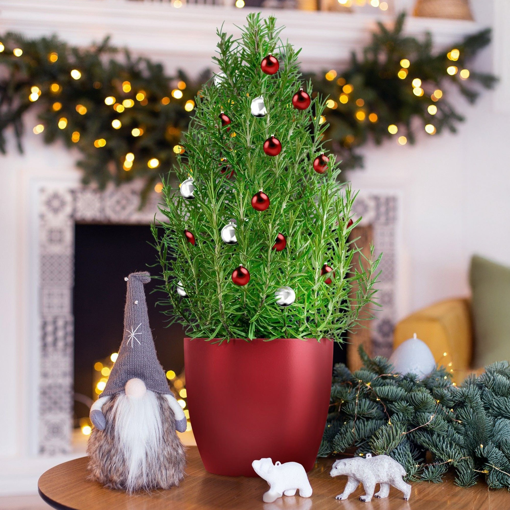 Bakker Romarin de Noël aromatique pot 15 cm
