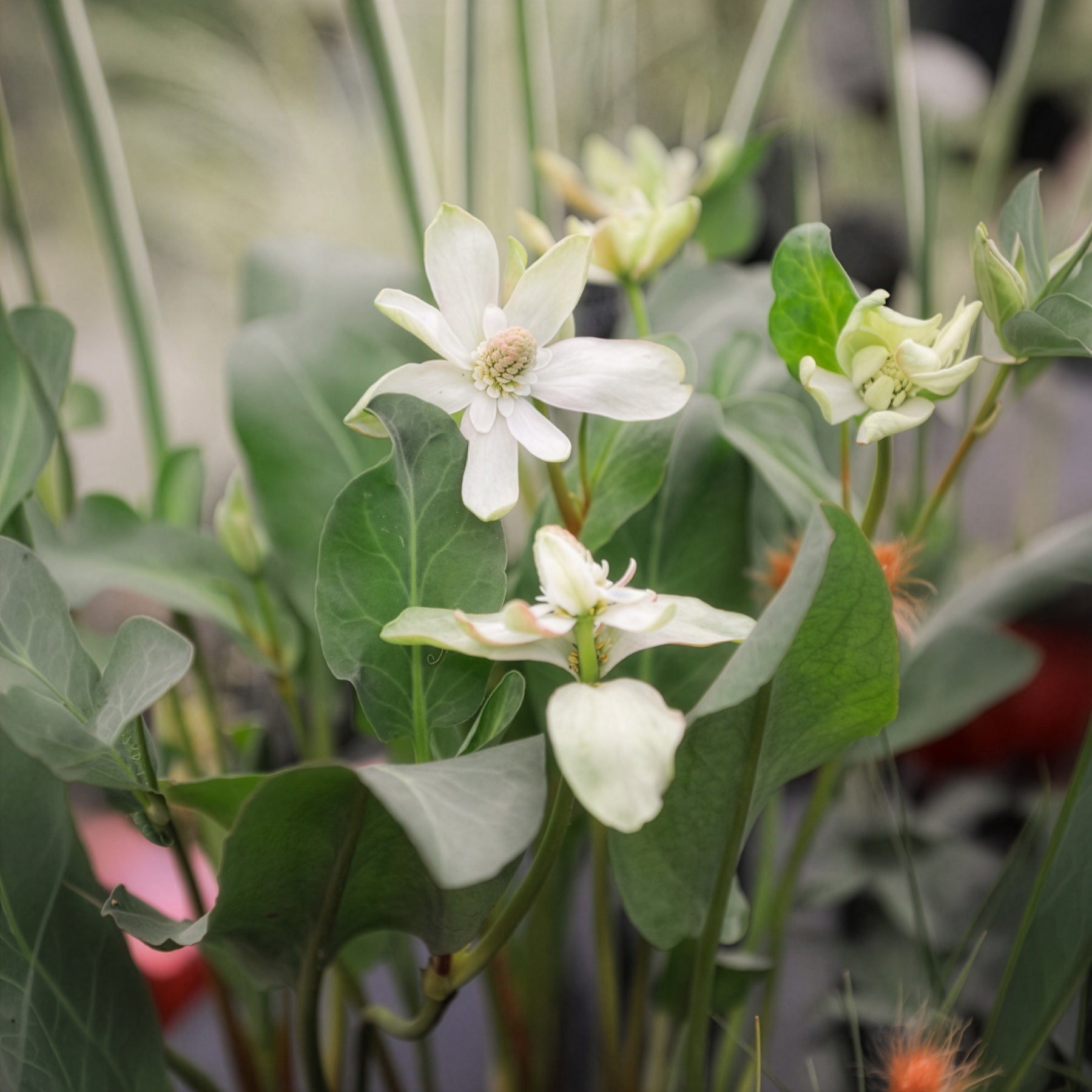 Bakker Anémopsis Californie plante bassin pot 9cm