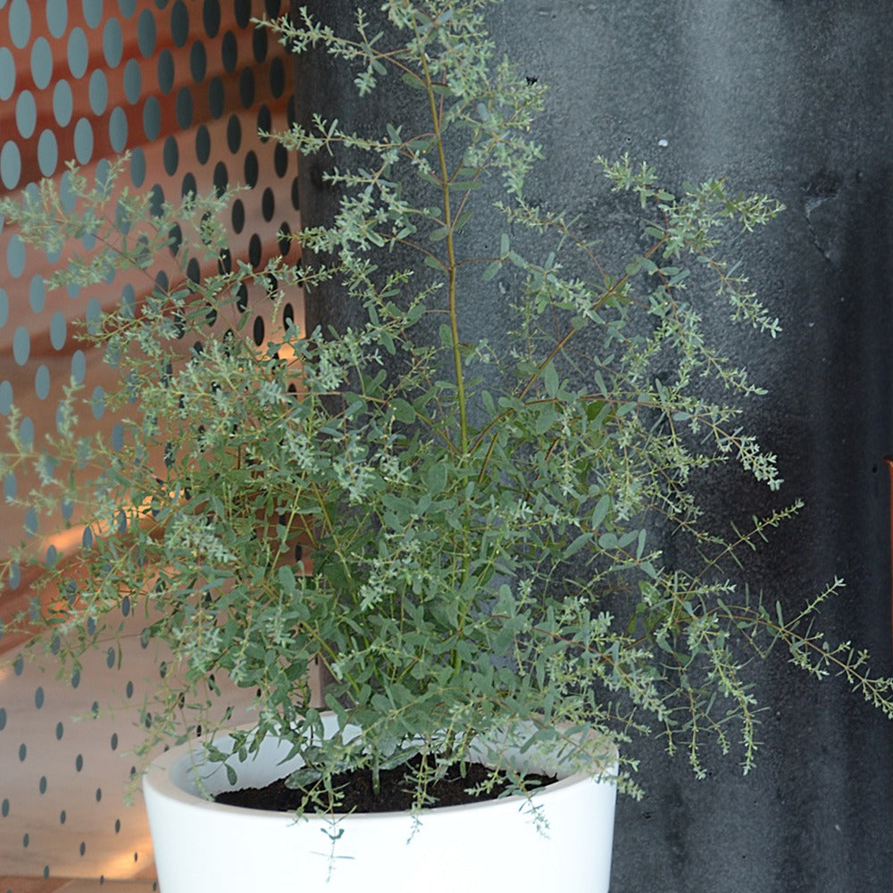 Bakker Eucalyptus gunnii France Bleu arbuste pot 1,3L 20-30cm