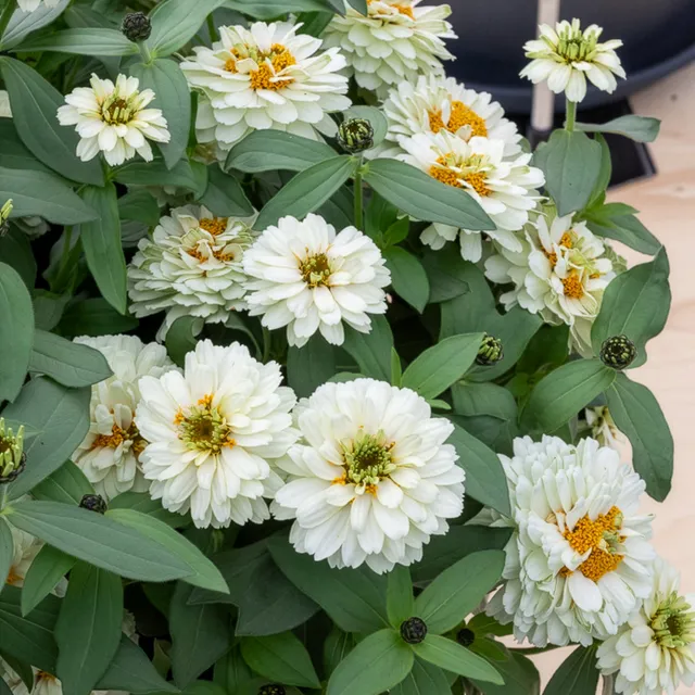 Bakker Terrasse Zinnia Double Blanc fleur pot Ø10,5cm soleil