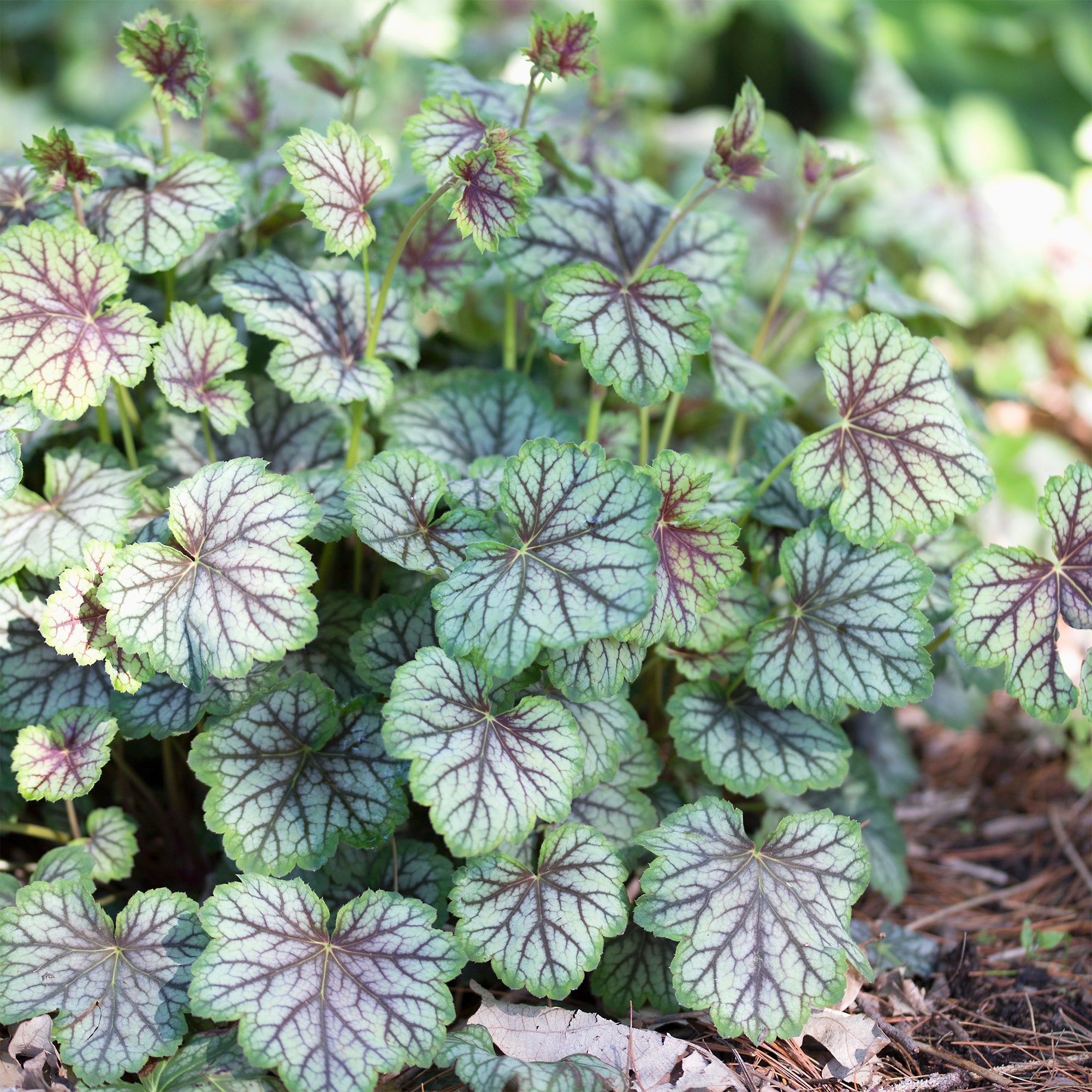 Bakker Heuchère Green Spice vivace pot Ø9cm feuillage persistant