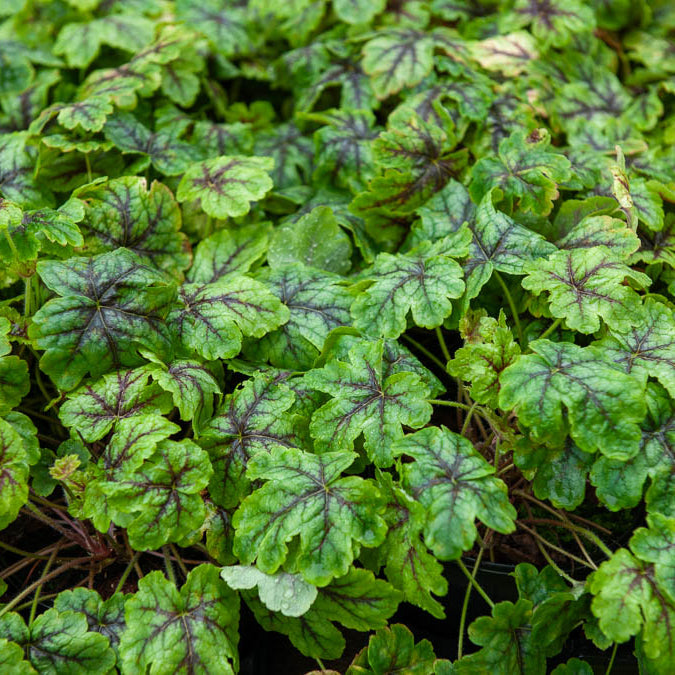 Bakker Heucherella Tapestry vivace pot 9cm persistant