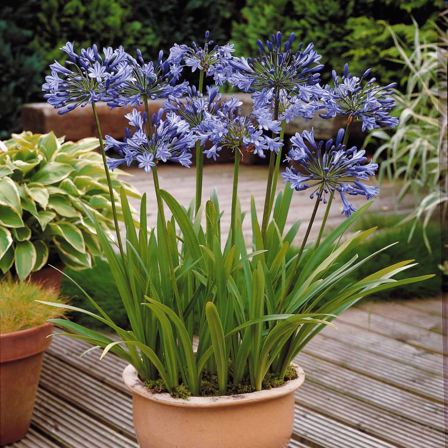 Bakker Agapanthe bleue plante vivace 3 racines nues