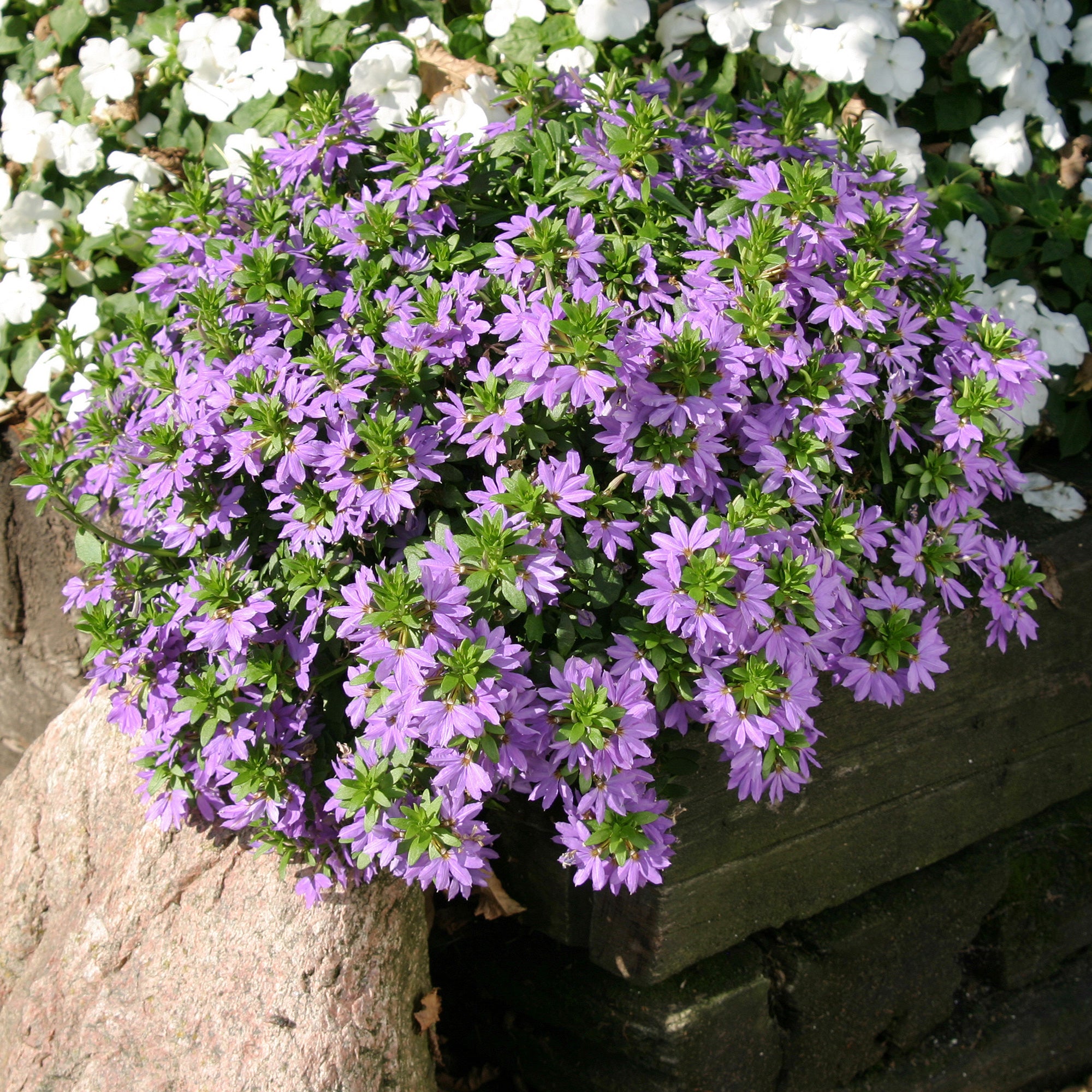 Bakker Scaevola violet fleur éventail pot 10,5 cm
