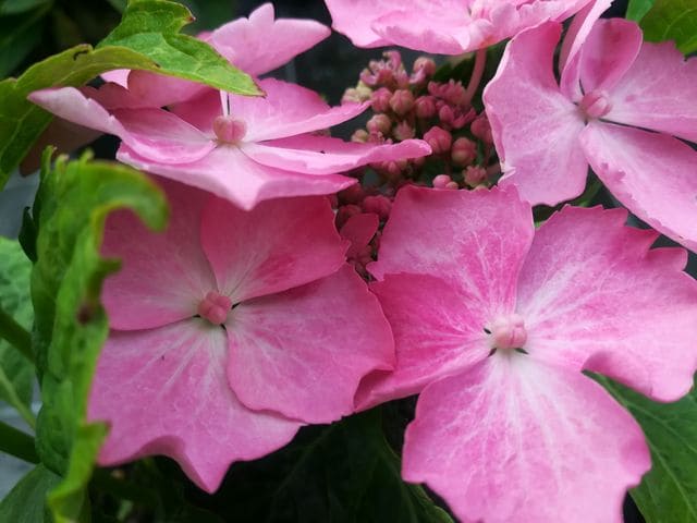 Les Hortensias du Haut Bois Diskus rose hortensia fleurs plates