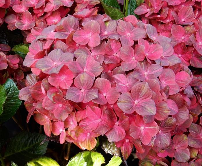 Les Hortensias du Haut Bois Hokomachoko hortensia boule