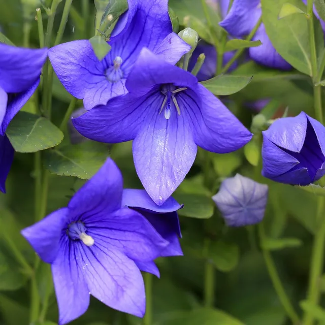 Bakker Platycodon grandes fleurs pot 11cm vivace violette