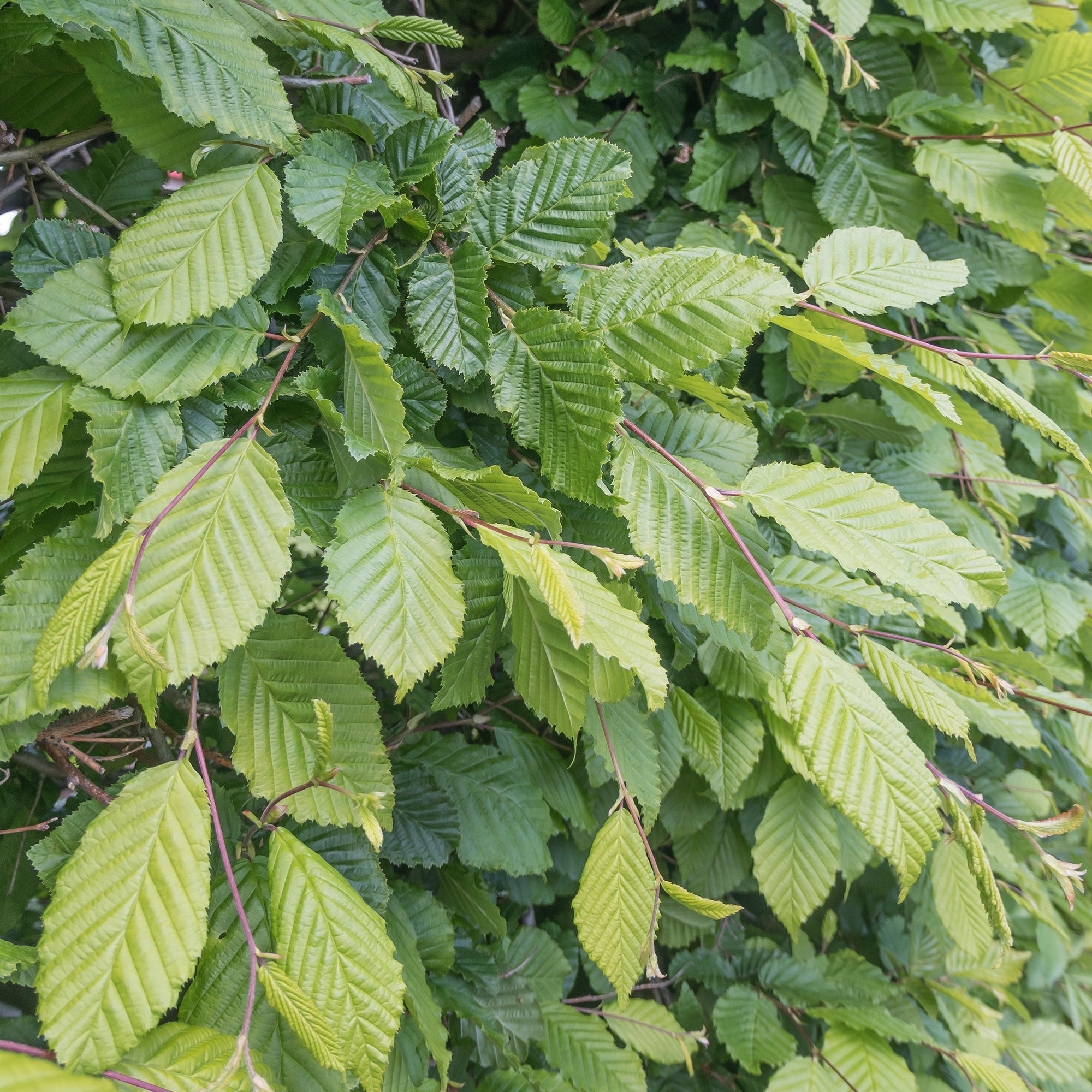 Bakker Charme commun Carpinus haie pot 2L 80-100cm