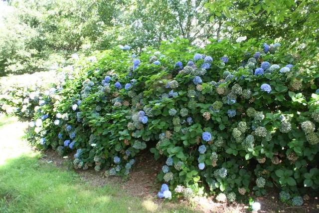 Hydrangea macrophylla Kuhnert hortensia fleurs rondes godet