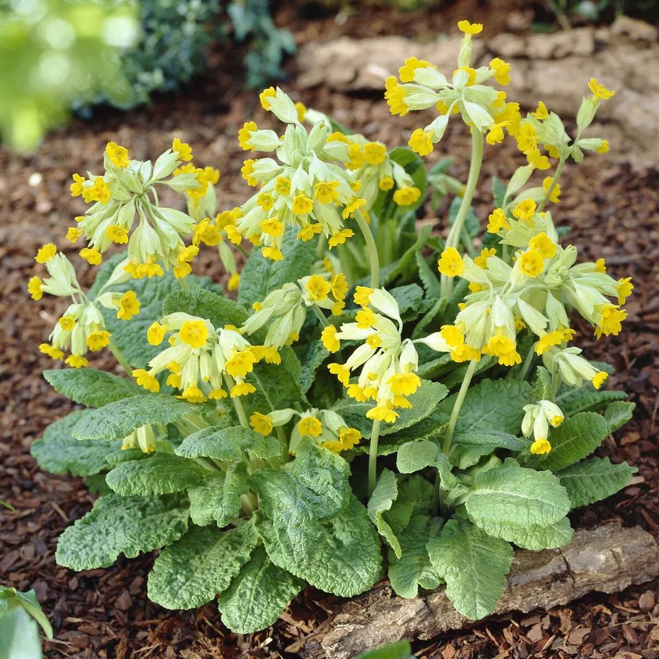 Bakker Primevère Coucou vivace pot 9cm fleurs jaunes