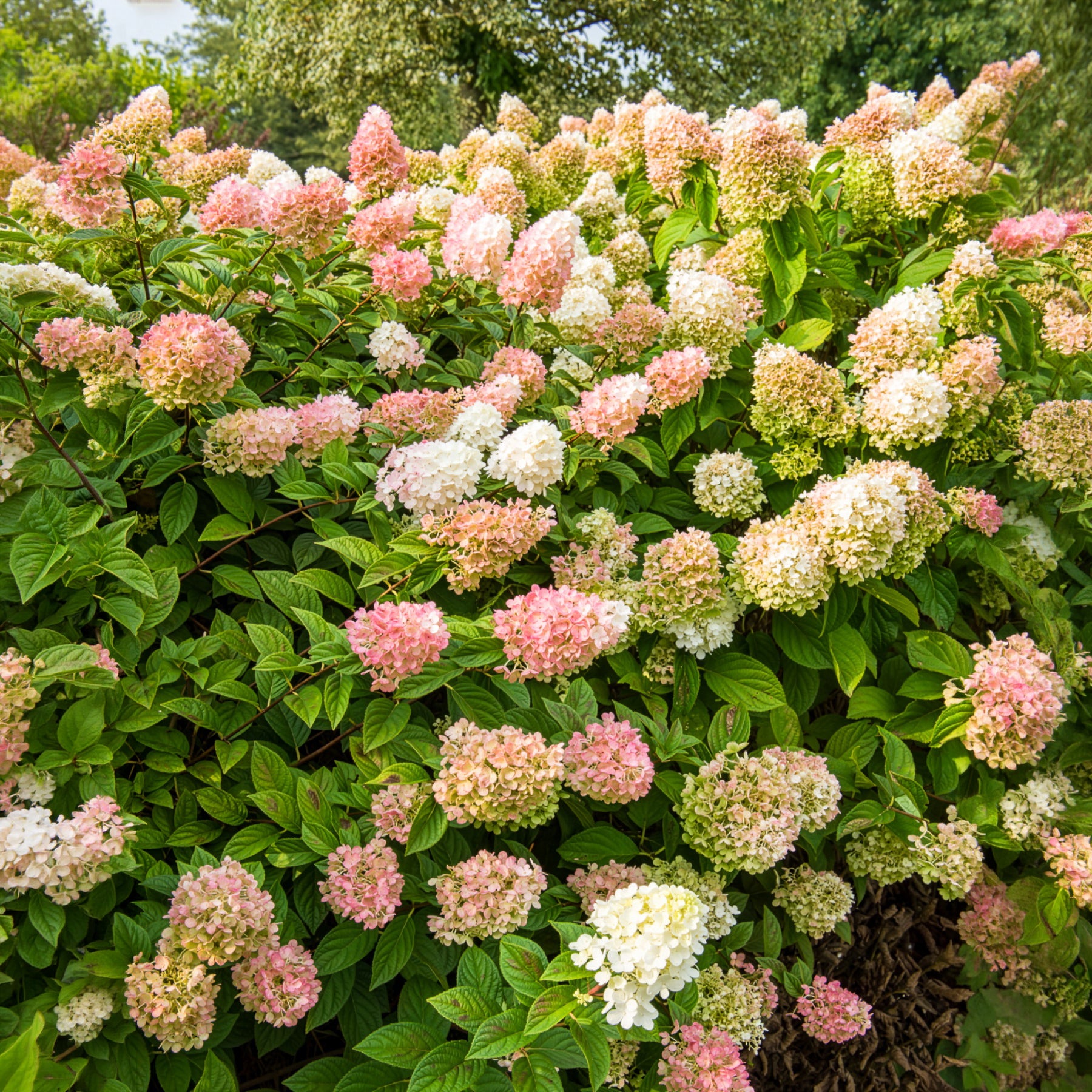 Bakker Sundae Fraise Rensun hortensia paniculé pot 3L rose