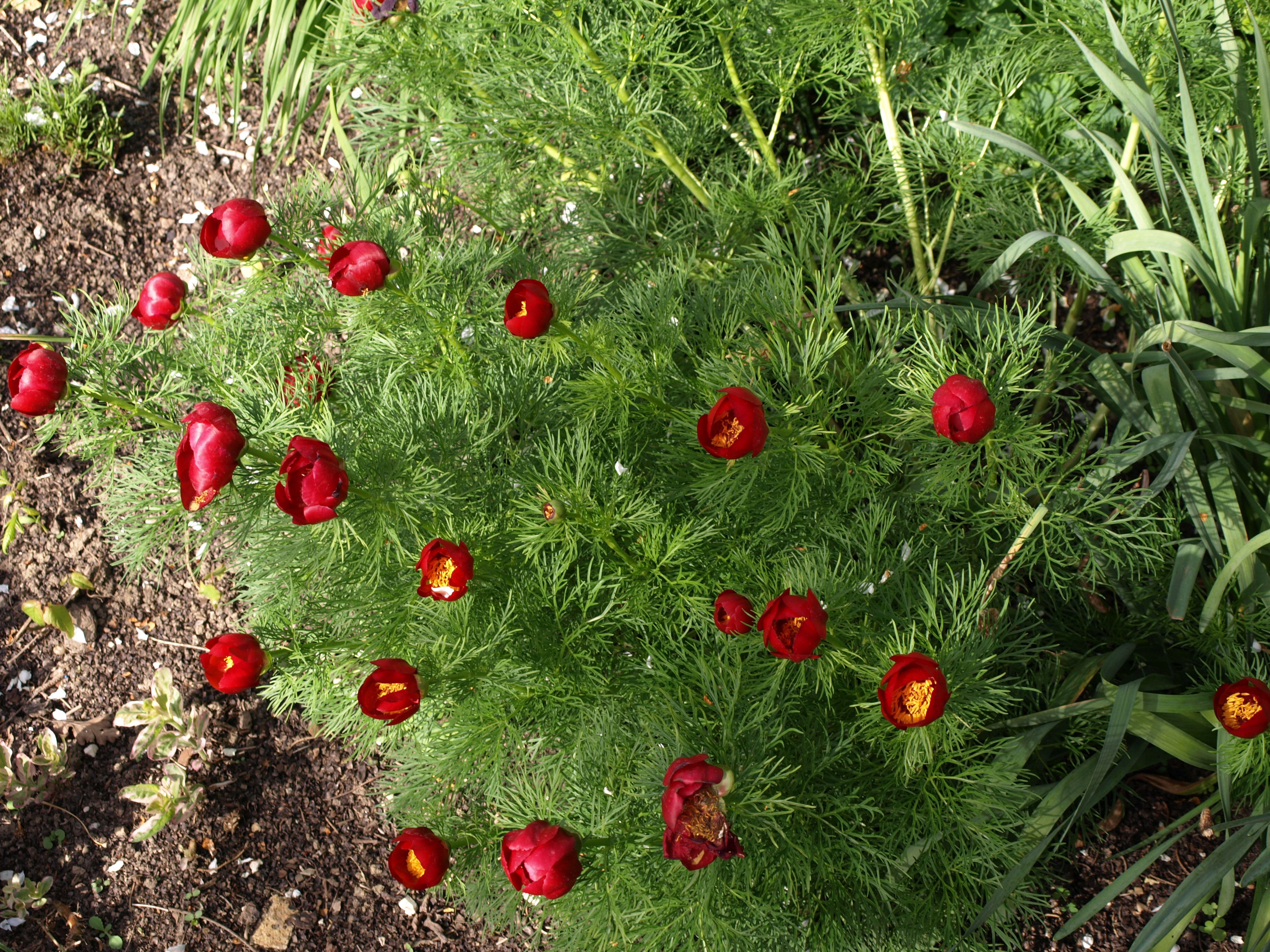 Passion Vivaces Paeonia tenuifolia pivoine pot 2L fleur rouge