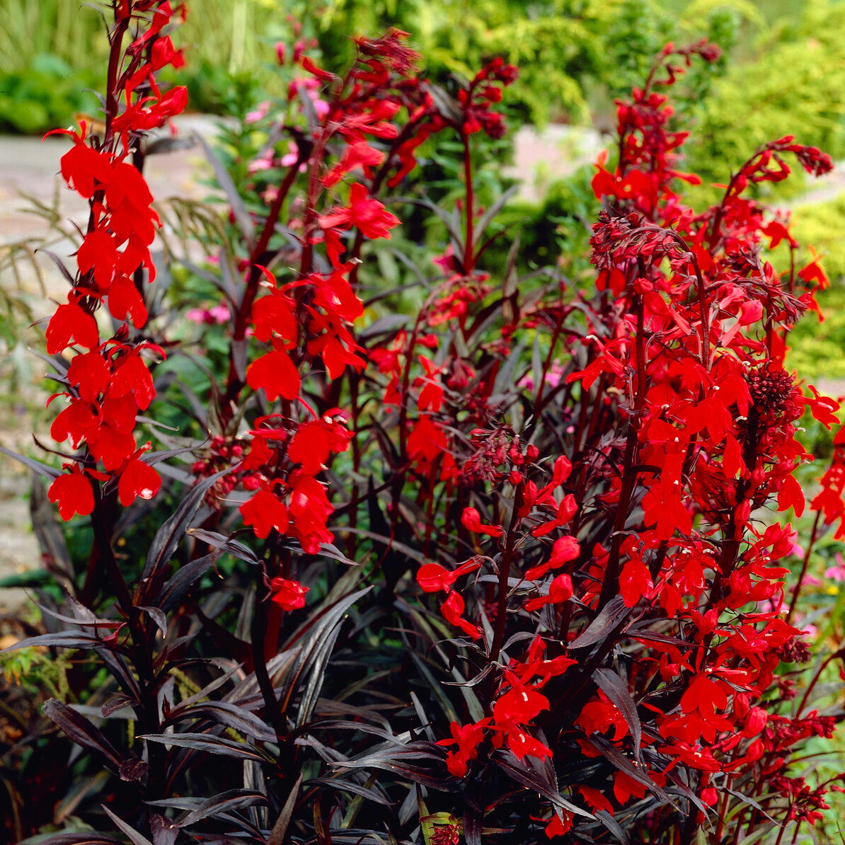 Bakker Plantes vivaces Lobelia Queen Victoria vivace pot 9cm rouge