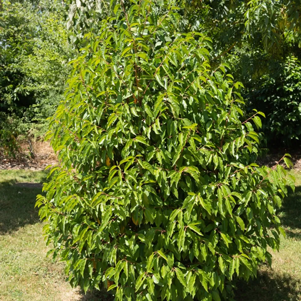 Bakker Laurier du Portugal arbuste persistant pot 2L 20-40cm