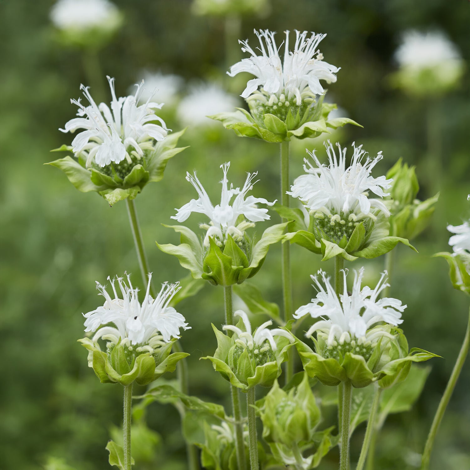 Bakker Plantes vivaces Monarde Schneewittchen plante pot Ø9cm