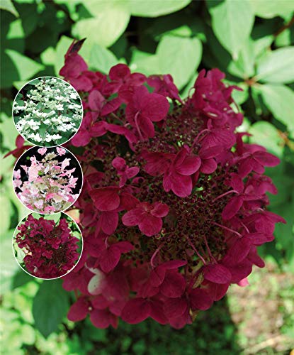 Les Hortensias du Haut Bois Wim’s Red hortensia paniculata rouge