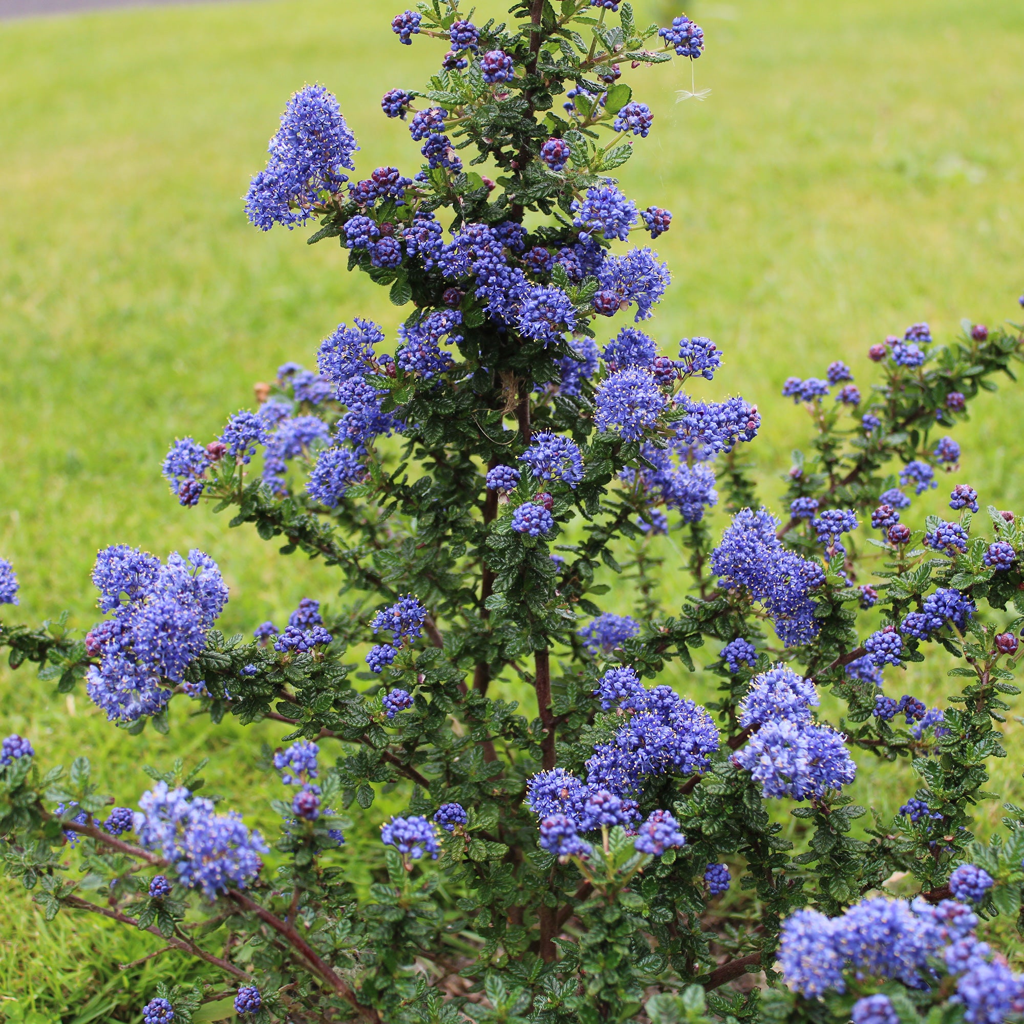 Bakker Céanothe Dark Star arbuste bleu lilas Californie Ø 9cm