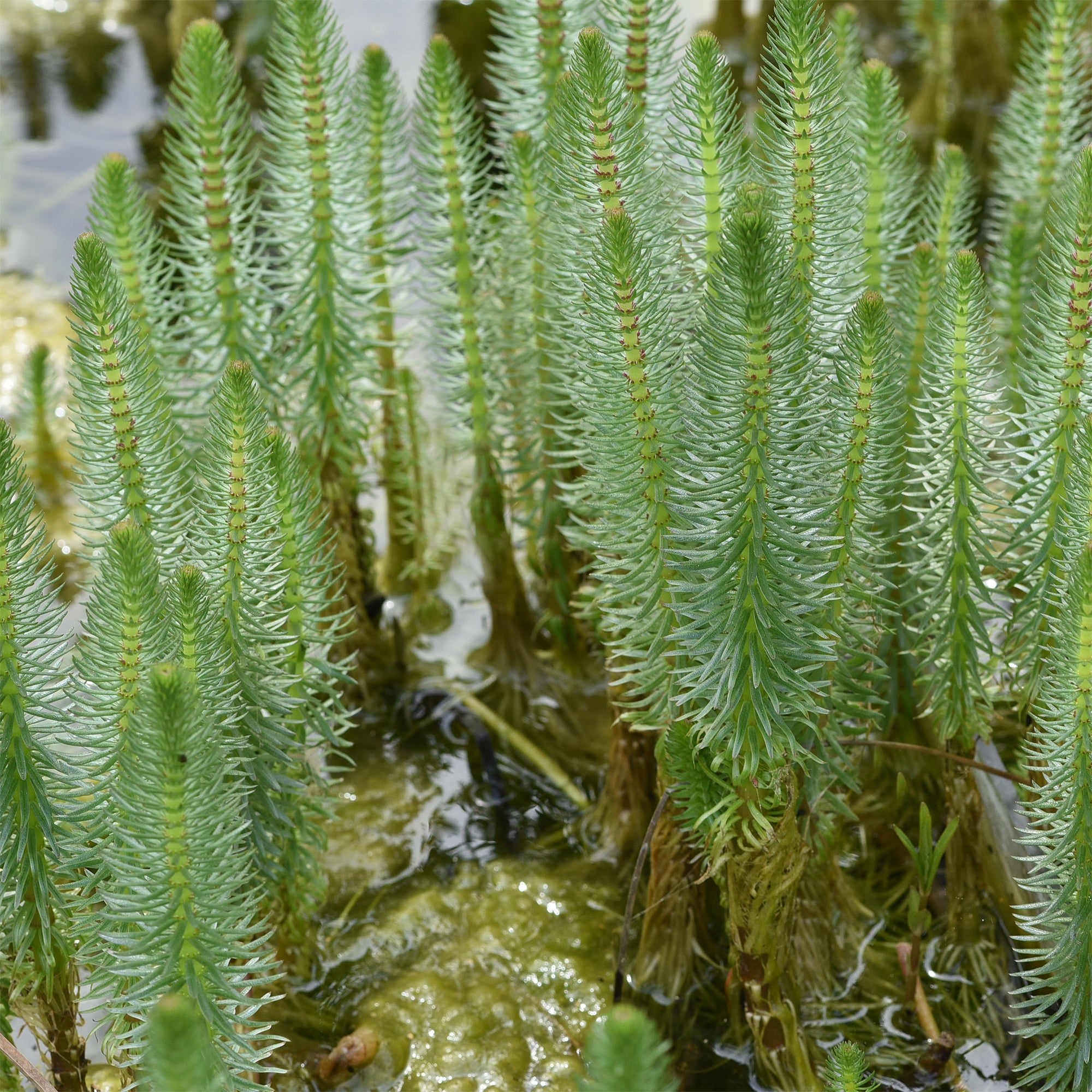 Bakker Pesse d'eau plante de bassin pot Ø 11cm oxygénante