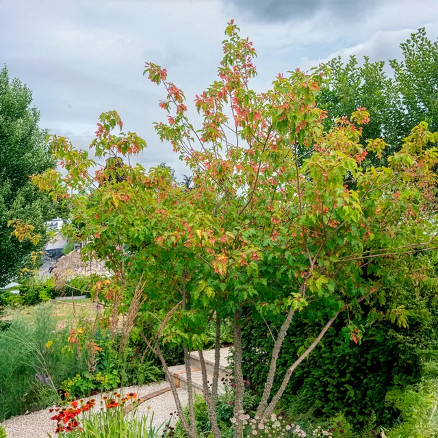 Bakker Érable du fleuve Amour pot 2L 80-100cm rouge automne