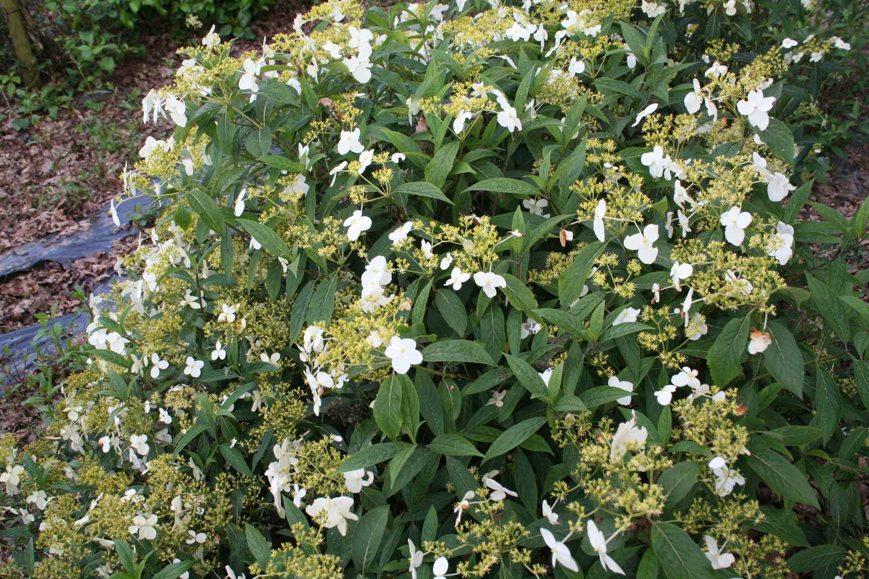 Les Hortensias du Haut Bois Angustipetala hortensia parfumé godet