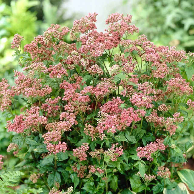 Bakker Plantes vivaces Eupatoire Plenum pot 9cm violet