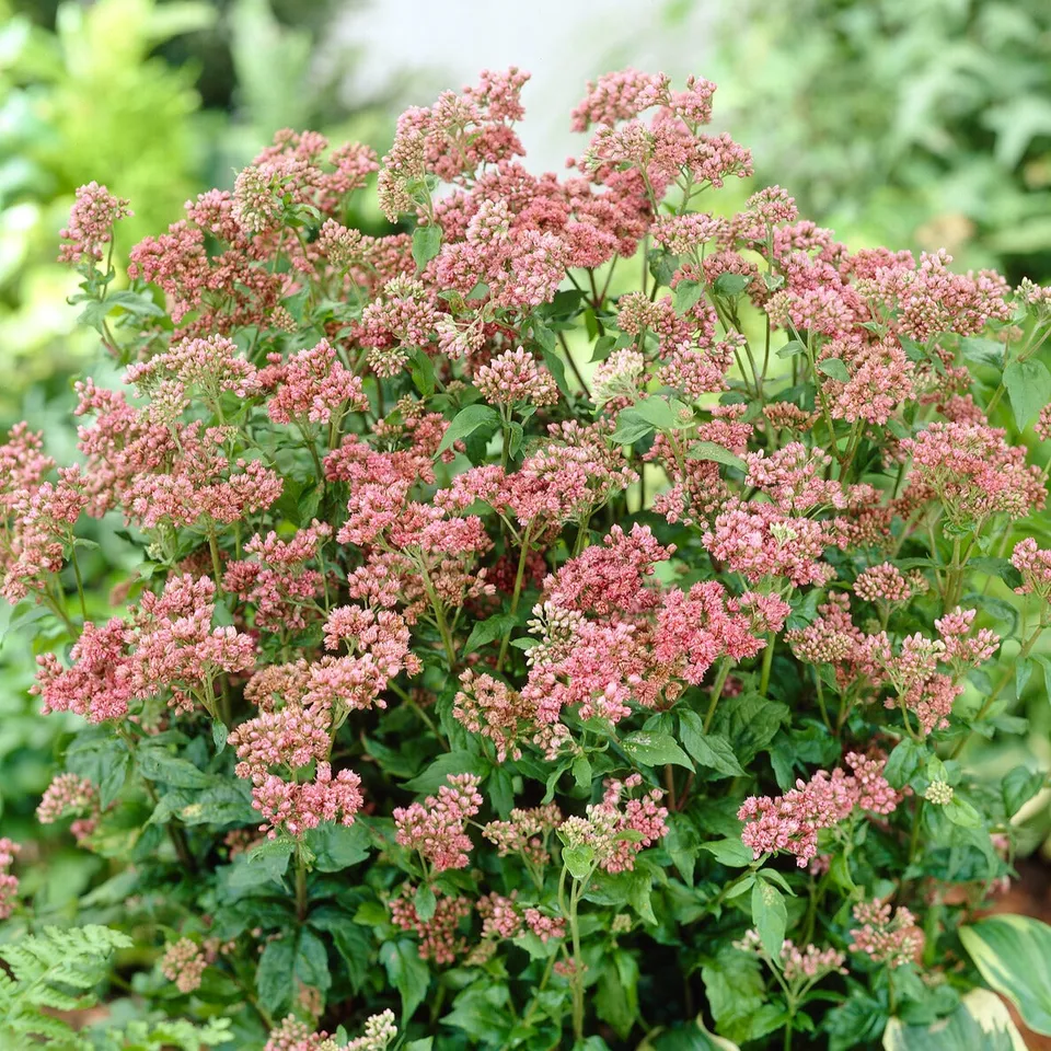 Bakker Plantes vivaces Eupatoire Plenum pot 9cm violet