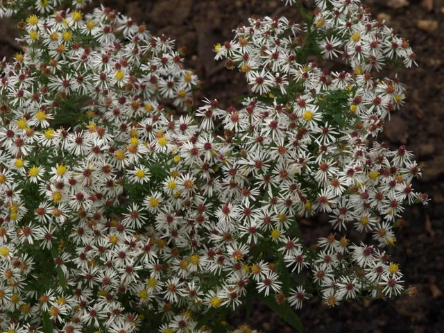 Passion Vivaces Aster ericoides Golden Showers plante vivace godet blanc