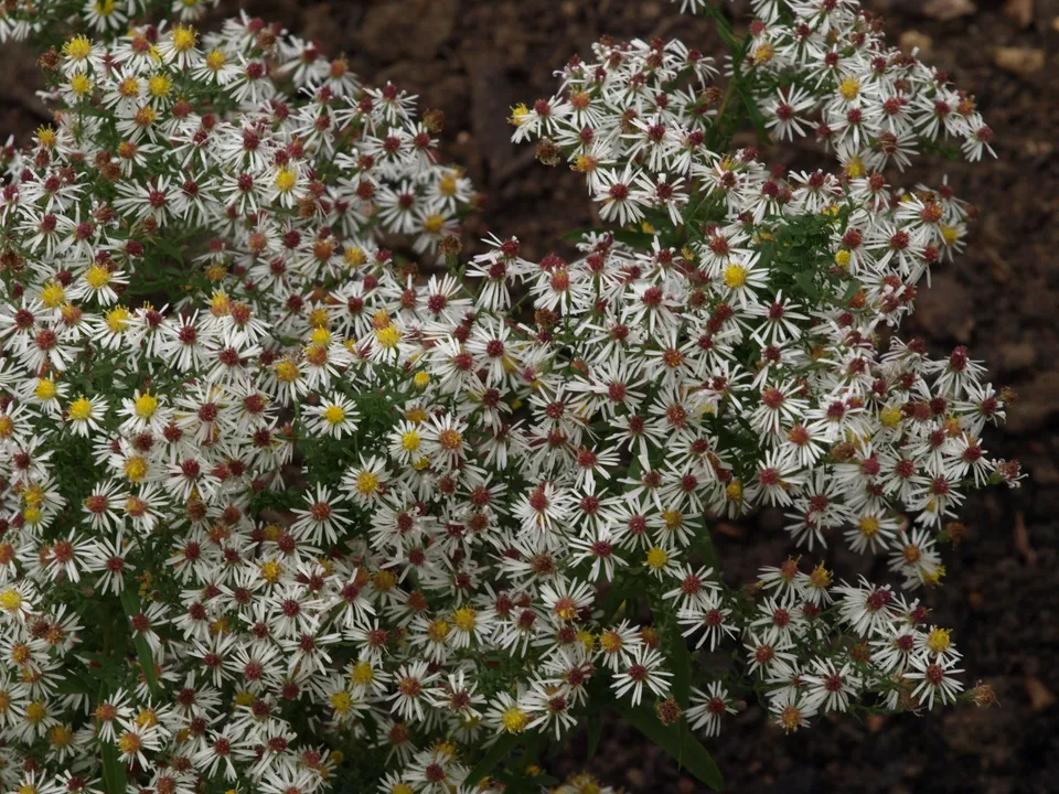 Passion Vivaces Aster ericoides Golden Showers plante vivace godet blanc