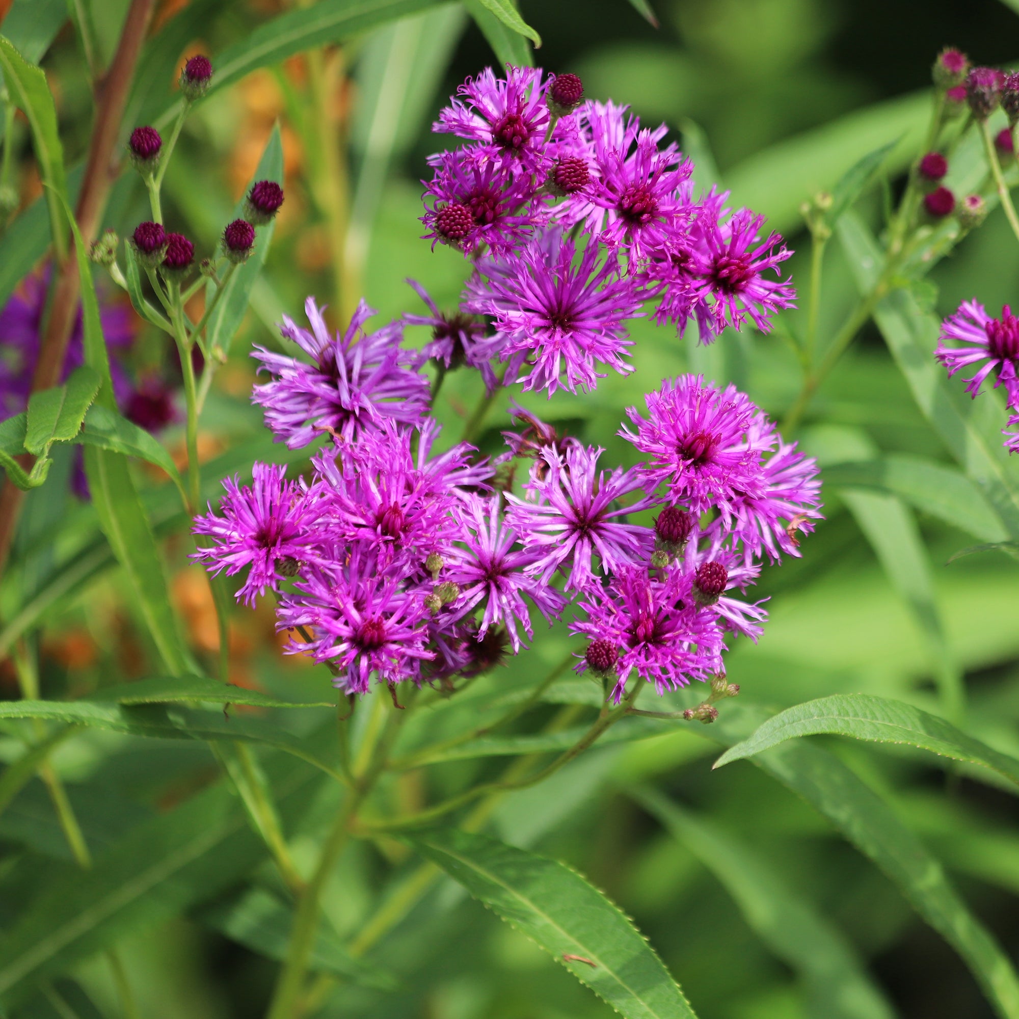 Bakker Vernonie plante d'extérieur pot 8cm fleur violette