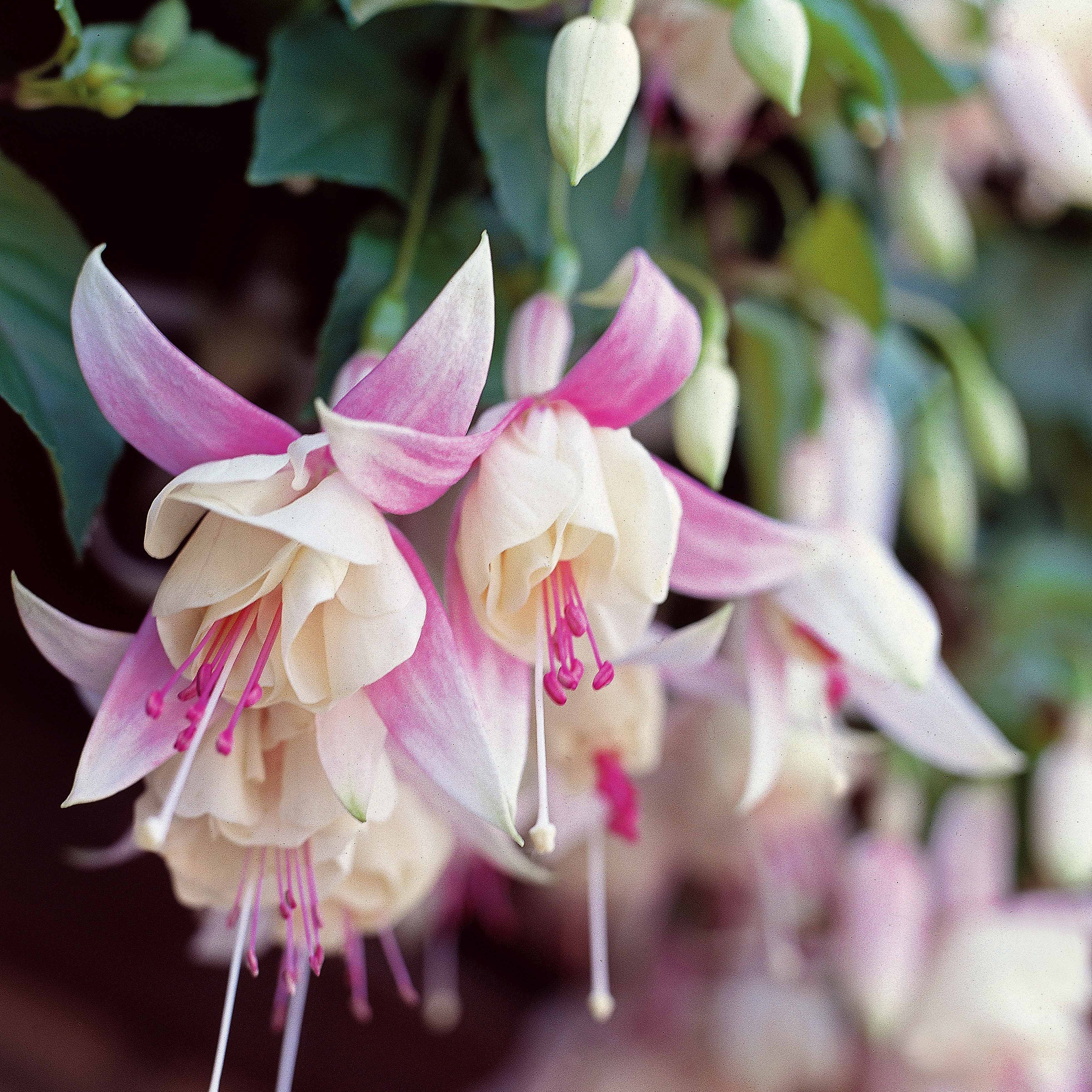 Bakker 6 Fuchsias résistants gel mélange pots Ø9cm blanc