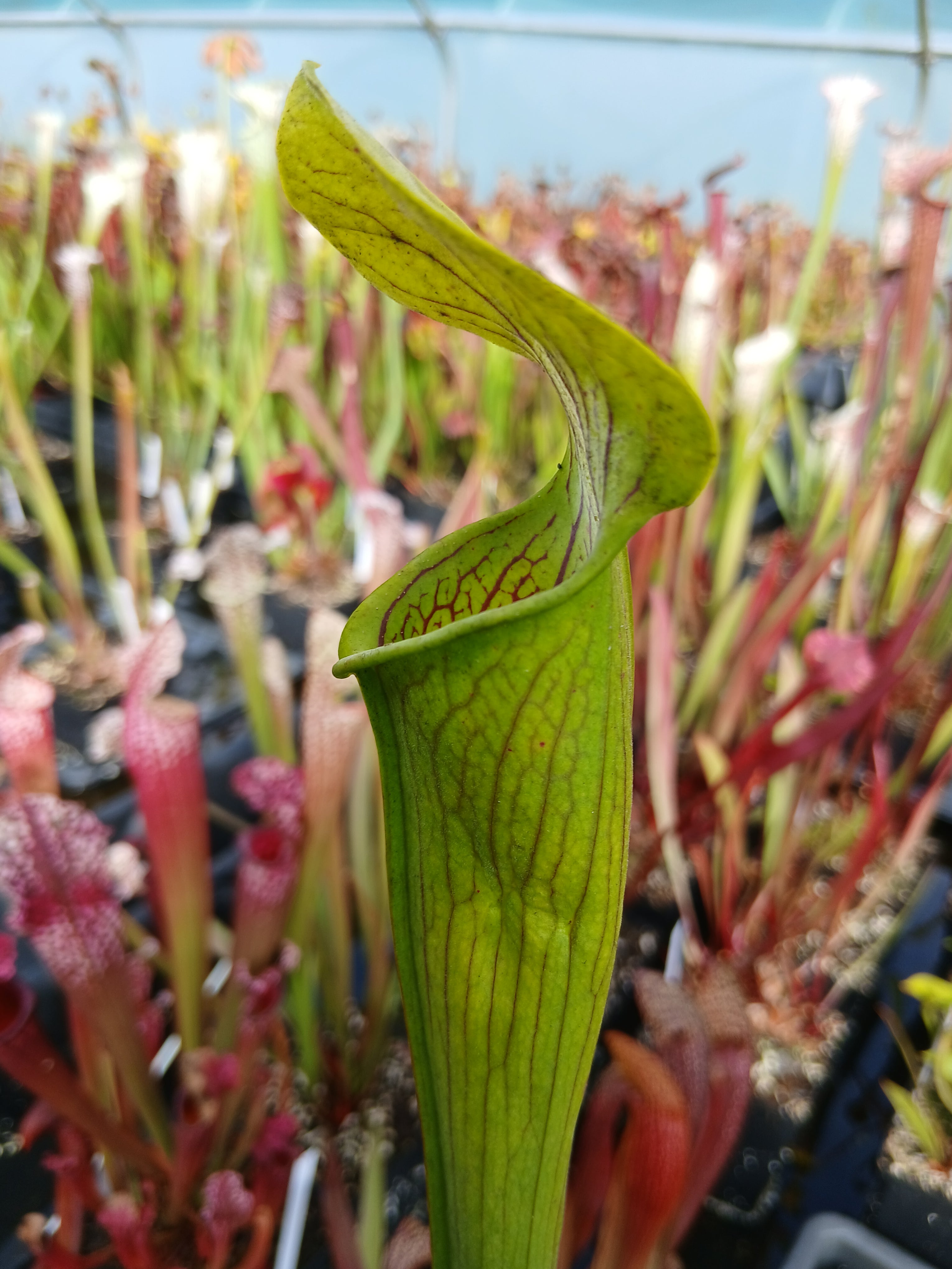 Carniflore Sarracenia alata Stone Co MS plante carnivore 1 pousse