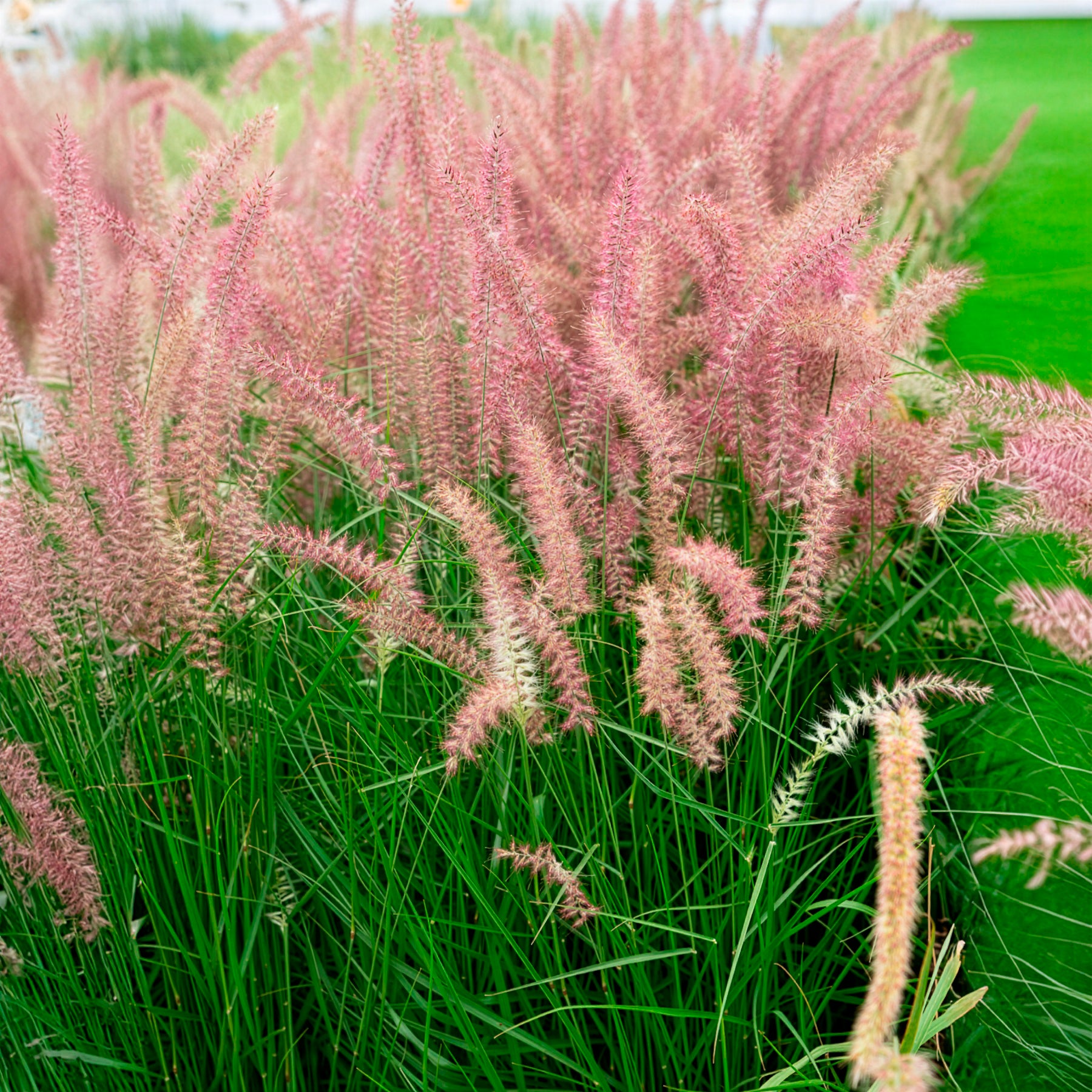 Bakker Pennisetum Karley Rose herbe pot 8cm épis roses