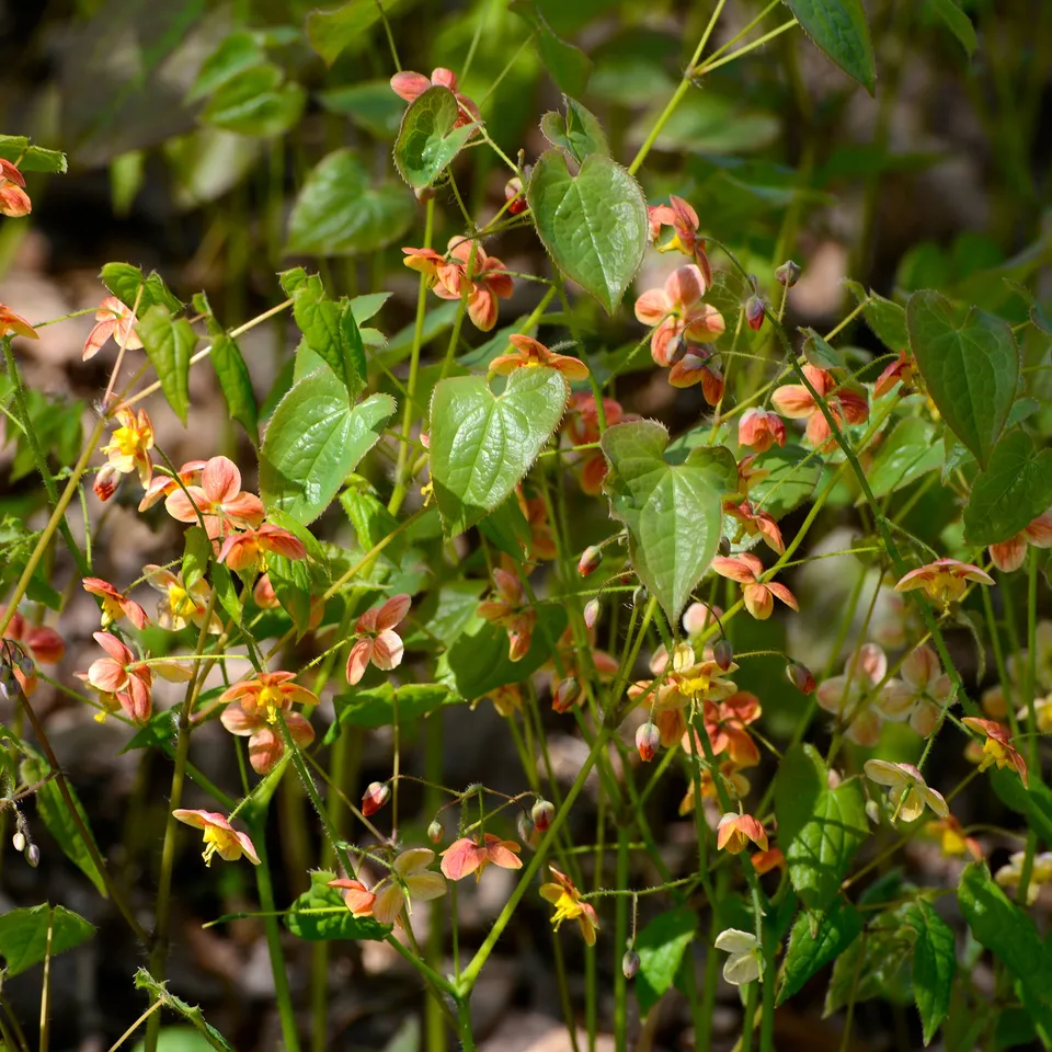 Bakker Epimedium warleyense vivace pot Ø 9 cm orange