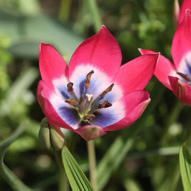 Bakker Little Beauty tulipes botaniques 10 bulbes rose violet