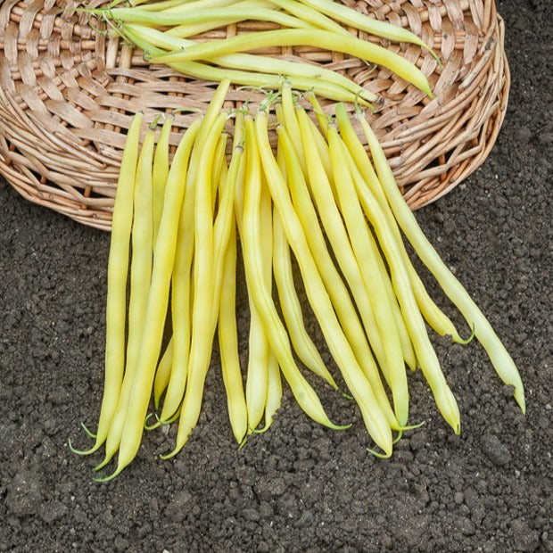 Bakker Collection Haricots graines potagères 3 sachets récolte été