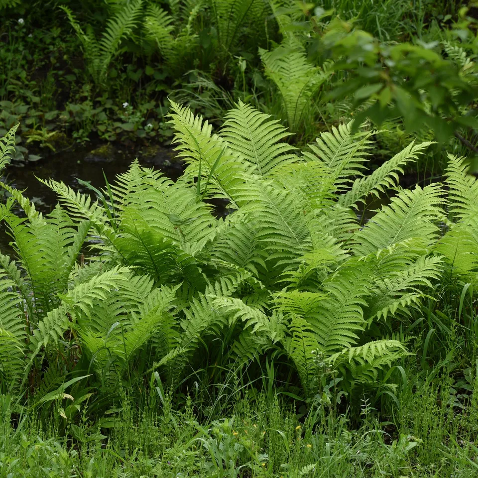 Bakker Plume d'autruche fougère 2 pots Ø9cm ombre