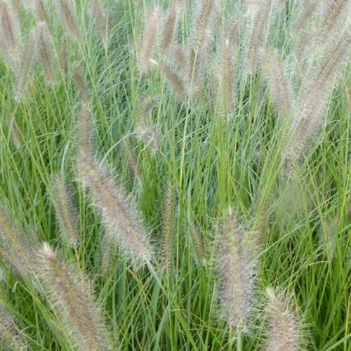 Bakker Plantes d'extérieur Pennisetum Lady U graminée pot 9cm 120cm
