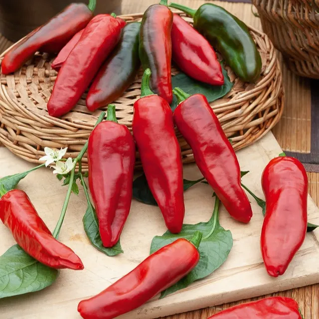 Bakker Piment Espelette Gorria graines sachet 25 graines doux