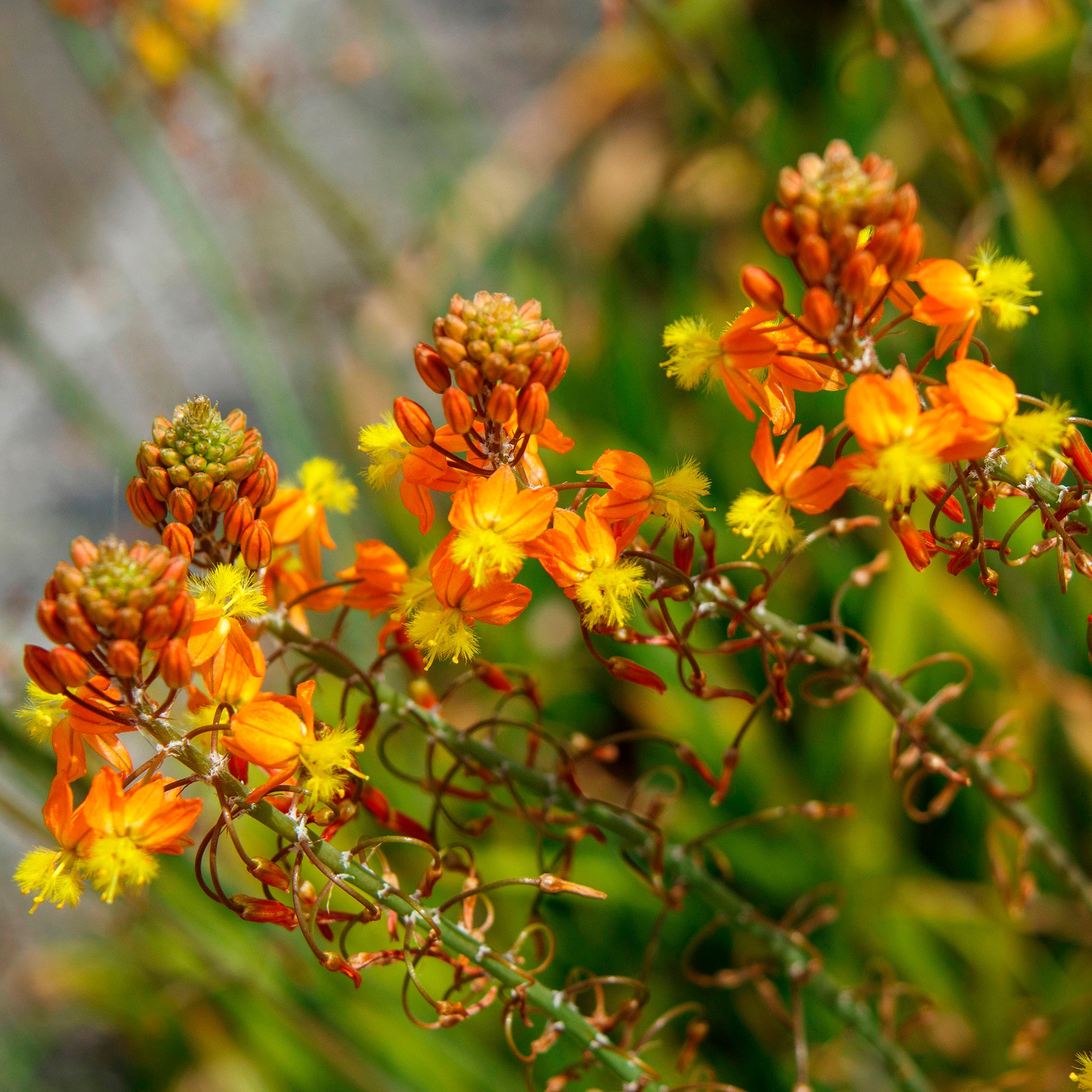 Bakker Plantes vivaces Bulbine Avera Sunset Orange pot 8cm