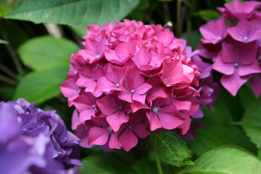 Aarburg Hydrangea macrophylla hortensia fleurs rondes