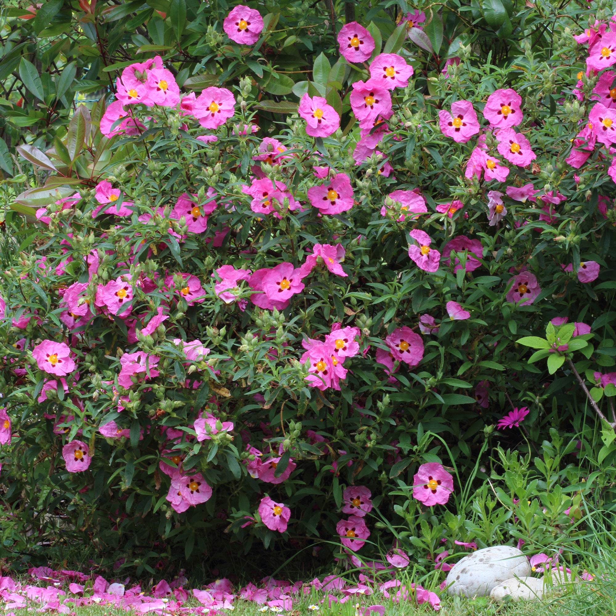 Bakker Ciste pourpre Cistus purpureus arbuste pot 8cm rose