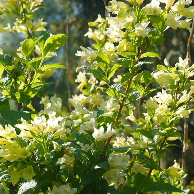 Bakker Weigelia jaune arbuste fleur jaune pot Ø9cm