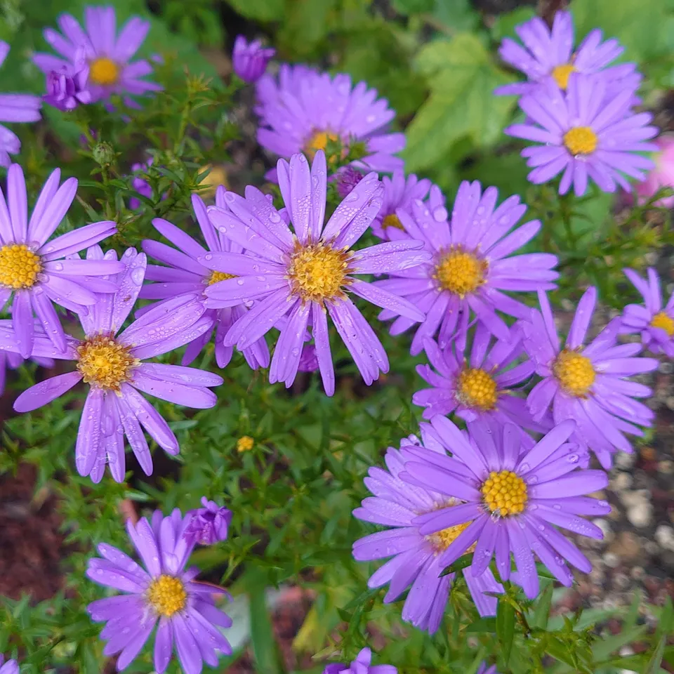 Passion Vivaces ASTER novi-belgii Col. F.R. Durham vivace godet bleu