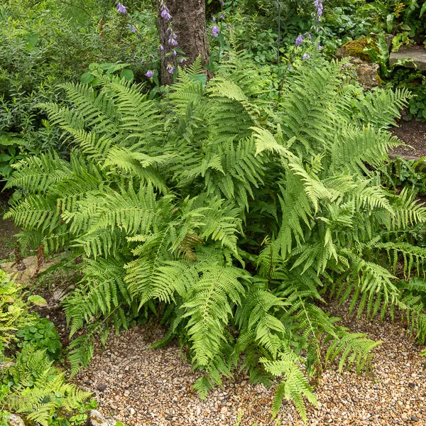 Bakker Fougère mâle plante vivace pot 9cm ombre