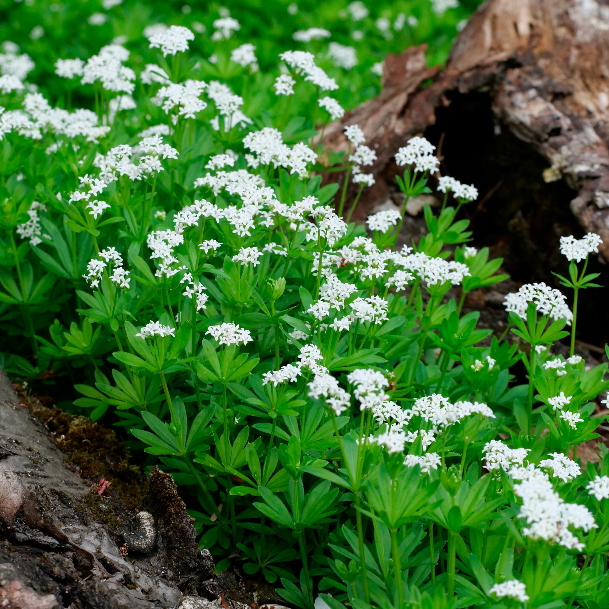 Bakker Aspérule odorante Petit Muguet couvre-sol pot Ø 9cm